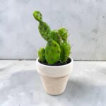 MACETA CACTUS DE PLASTICO - Imagen 2