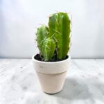 MACETA CACTUS DE PLASTICO